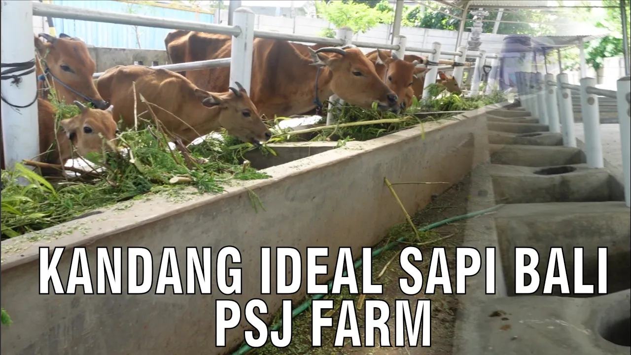 
                                 Kandang-Ideal-Sapi-Bali-PSJ-Farm